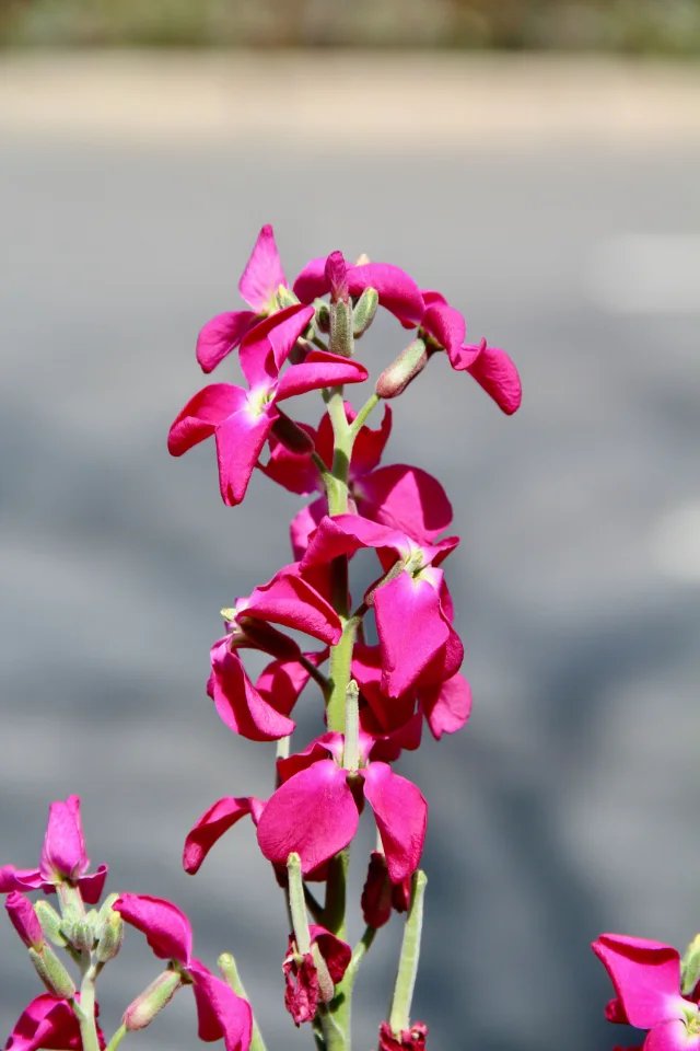 بذور منثور